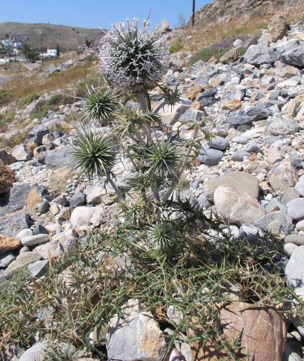 Echinops spinosissimus ssp bithynicus_23.05.2014_NE Lindos_I.JPG