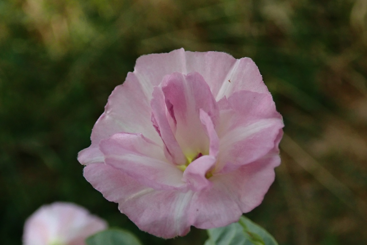 Convolvulus arvensis gefüllt_06-2023.jpg