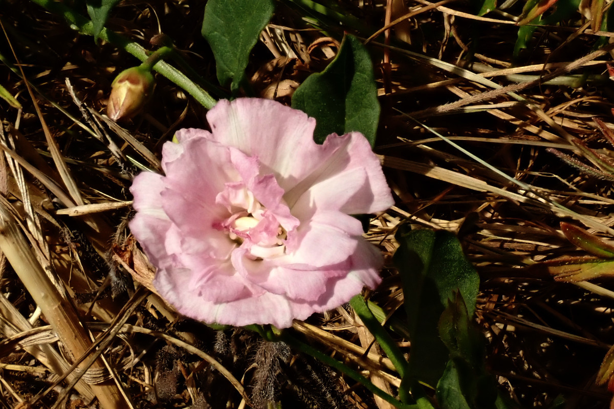 Convolvulus arvensis gefüllte Blüte_06-2023.jpg