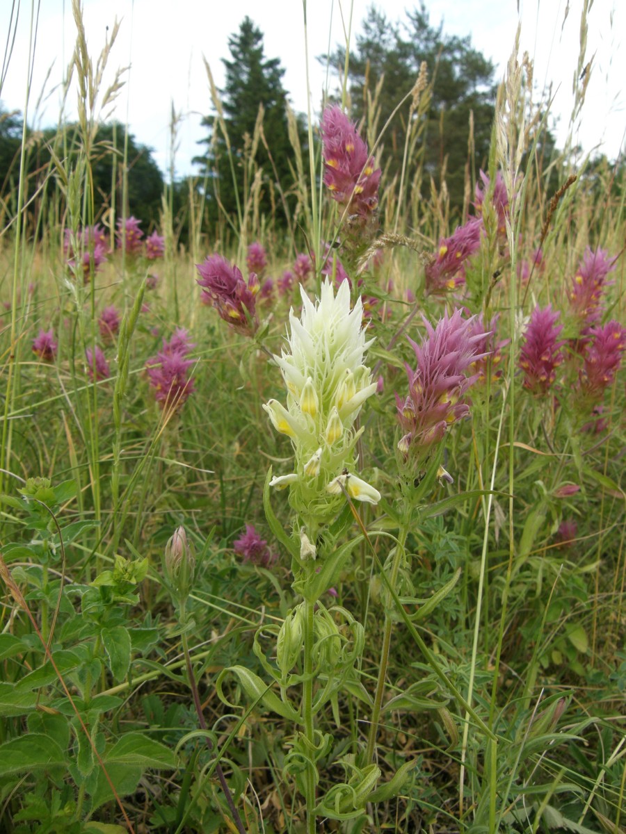 Melampyrum (2).JPG