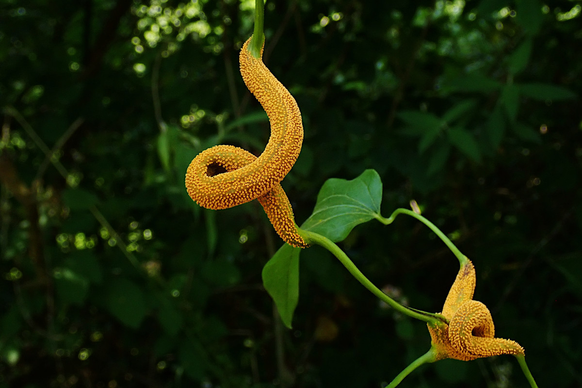 Aecidium clematidis-a_06-2023.jpg