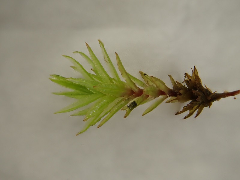 23.06.2023 Atrichum sp. Feldberg-Schwarzwald.jpg