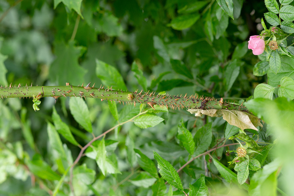 Rosa_rubiginosa_2767.jpg