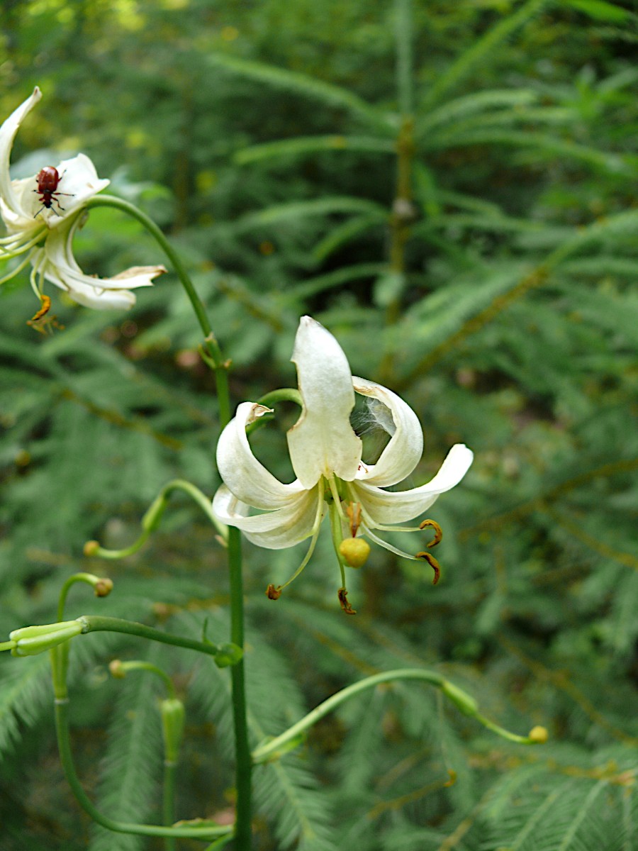 Liliummartagonweiss.JPG