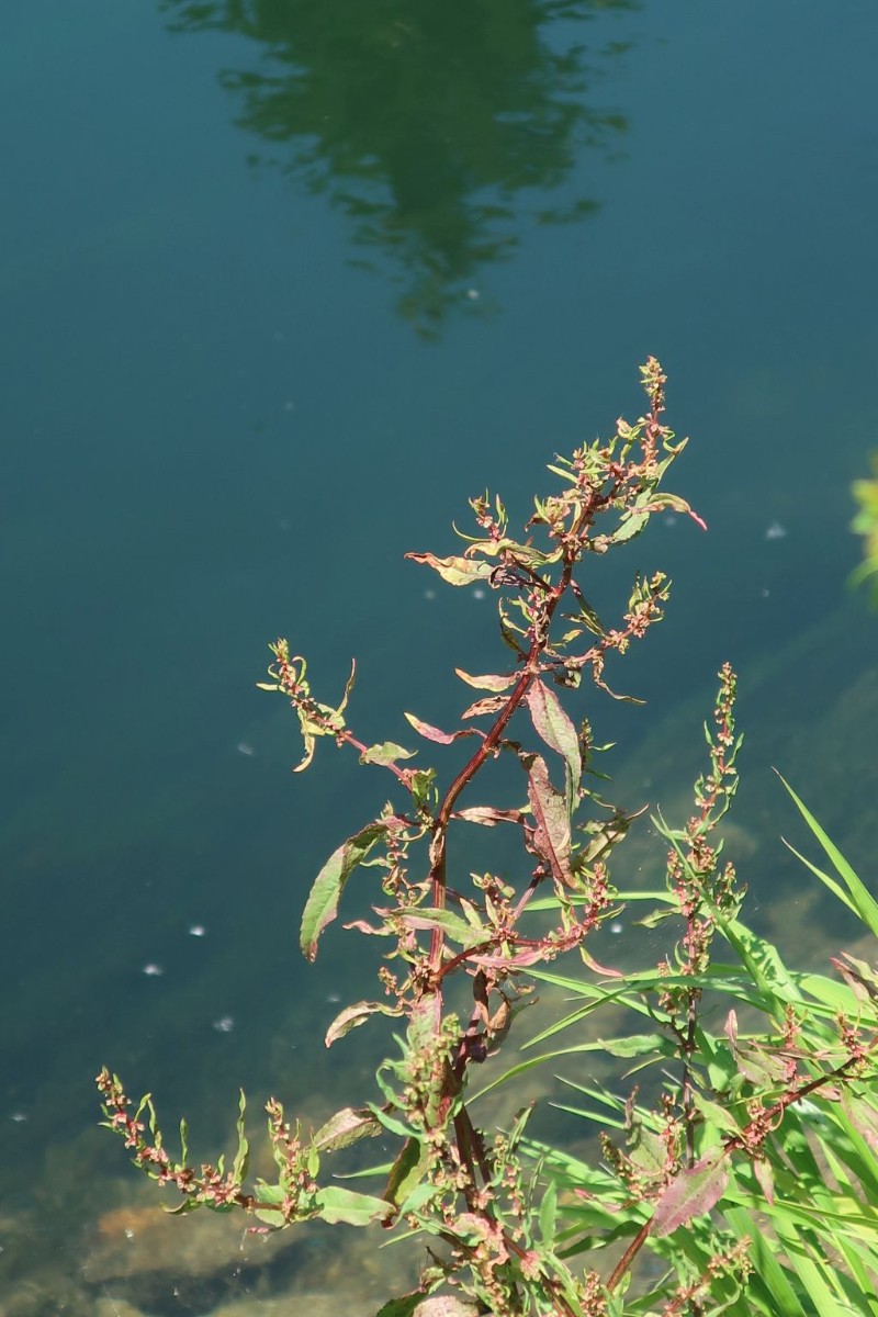 Rumex conglomeratus 1_2023-06-25_StStephan.jpg