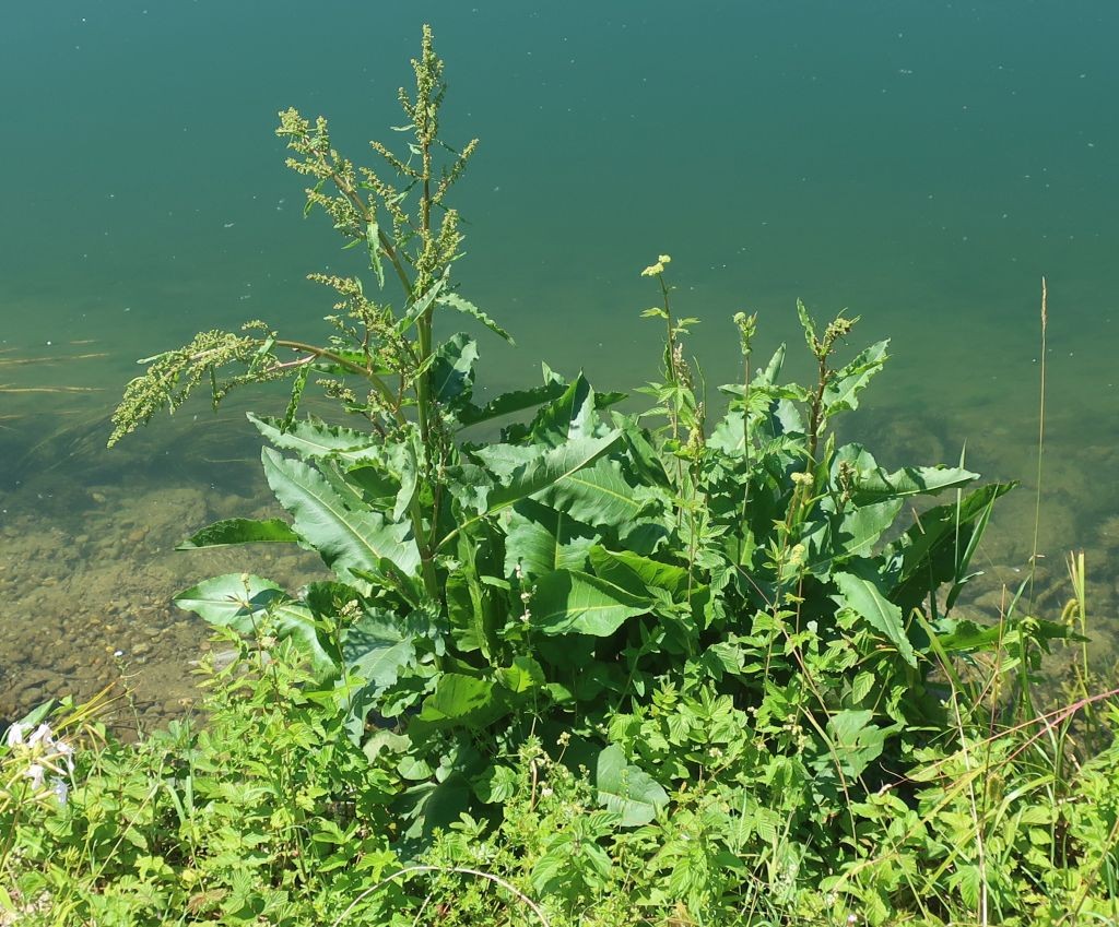 Rumex aquaticus 8_2023-06-25_Langweid.jpg