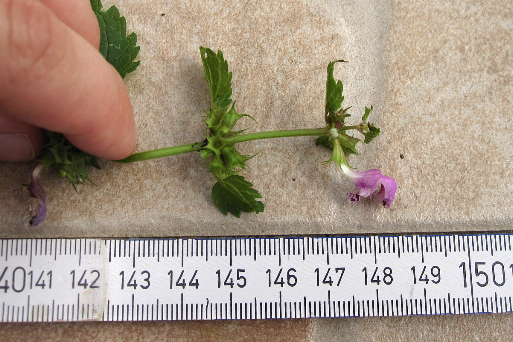 lamium_maculatum_2.jpg