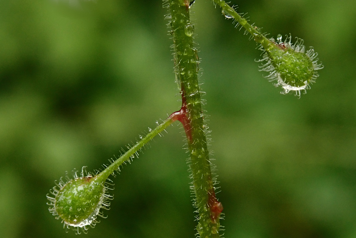 Circaea lutetiana_06-2023.jpg