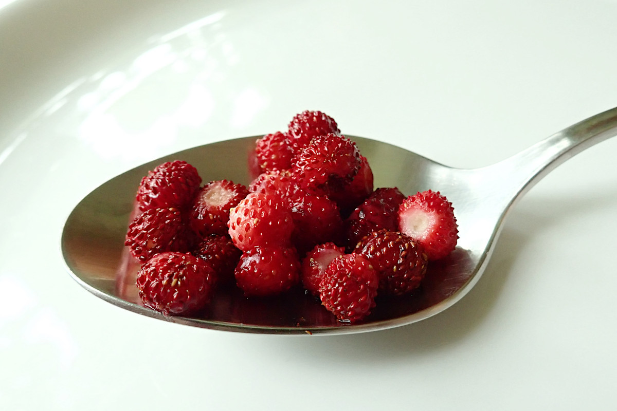 Fragaria vesca_06-2023.jpg