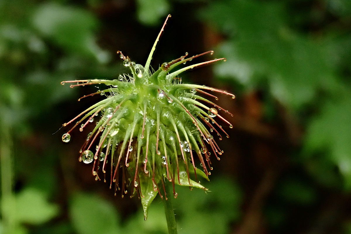 Geum urbanum_06-2023.jpg