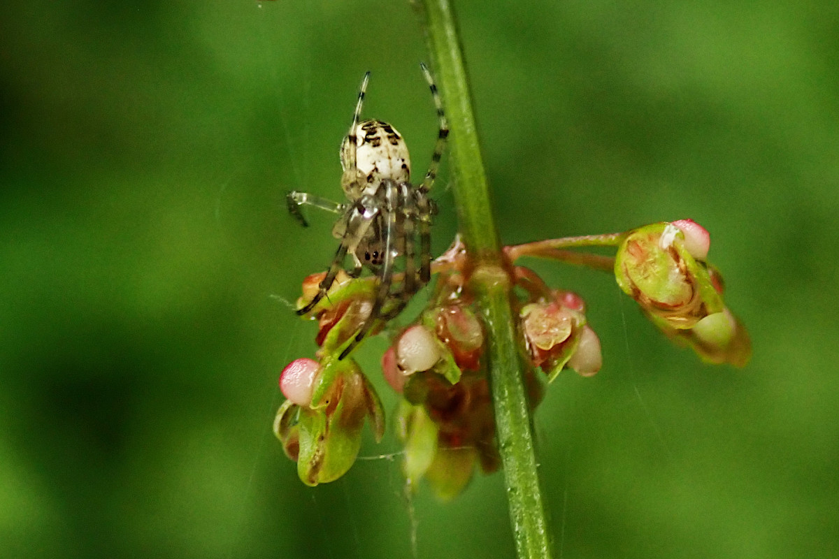 Rumex sanguineus +  cf.  Metellina spec_06-2023.jpg