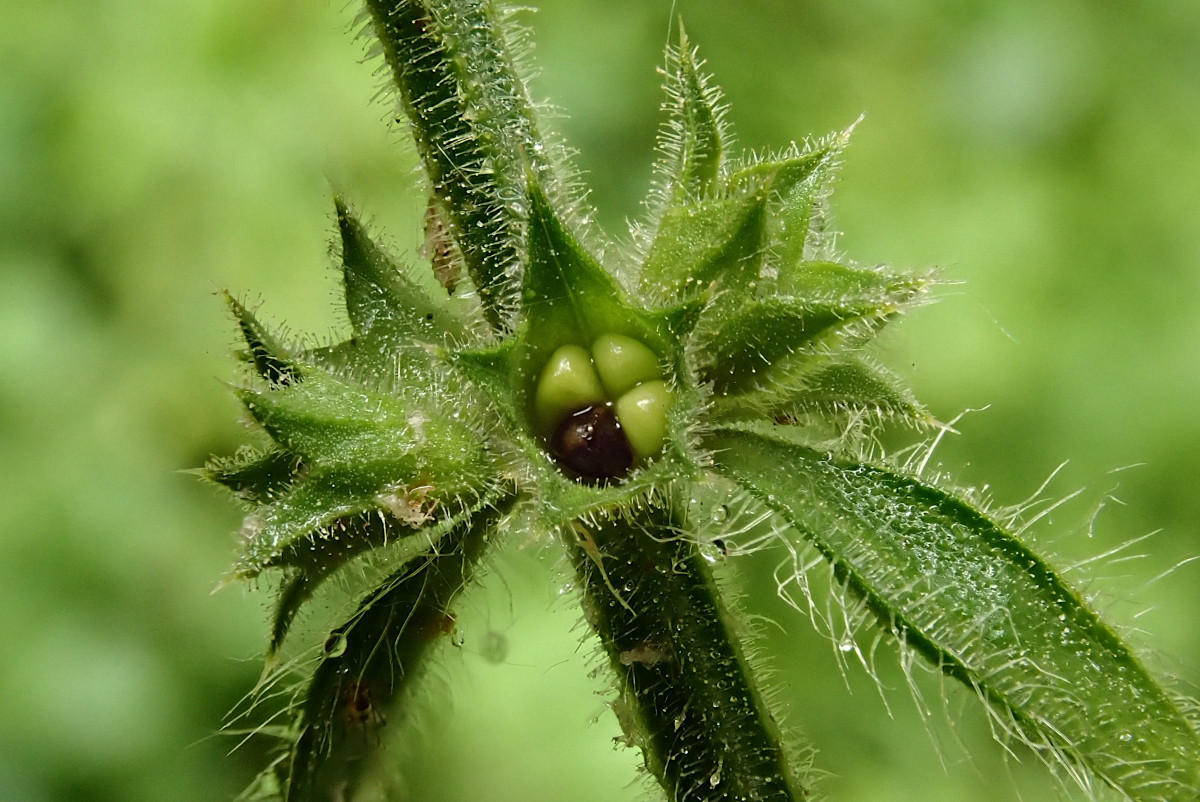 Stachys sylvatica_06-2023.jpg