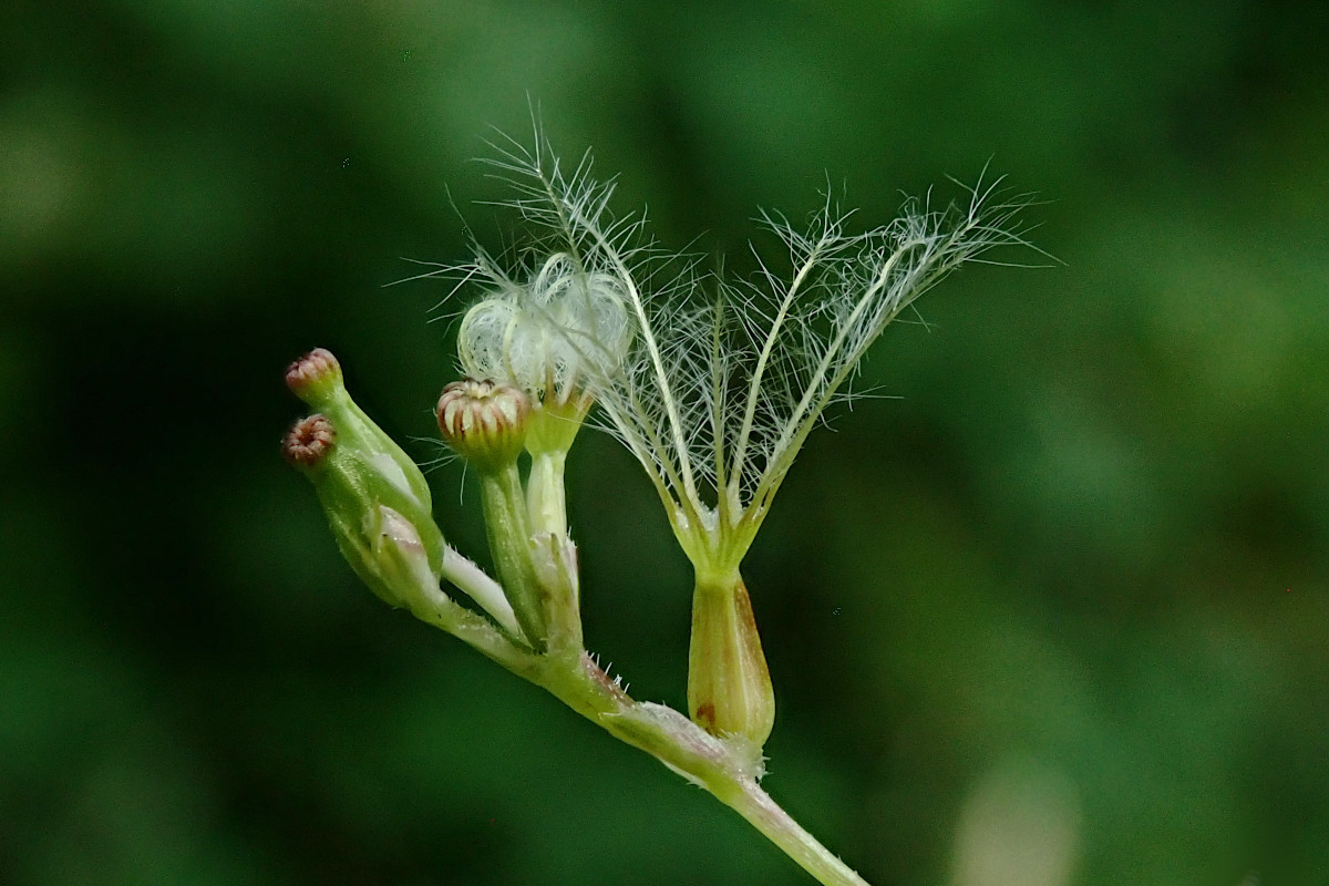 Valeriana officinalis agg._06-2023.jpg