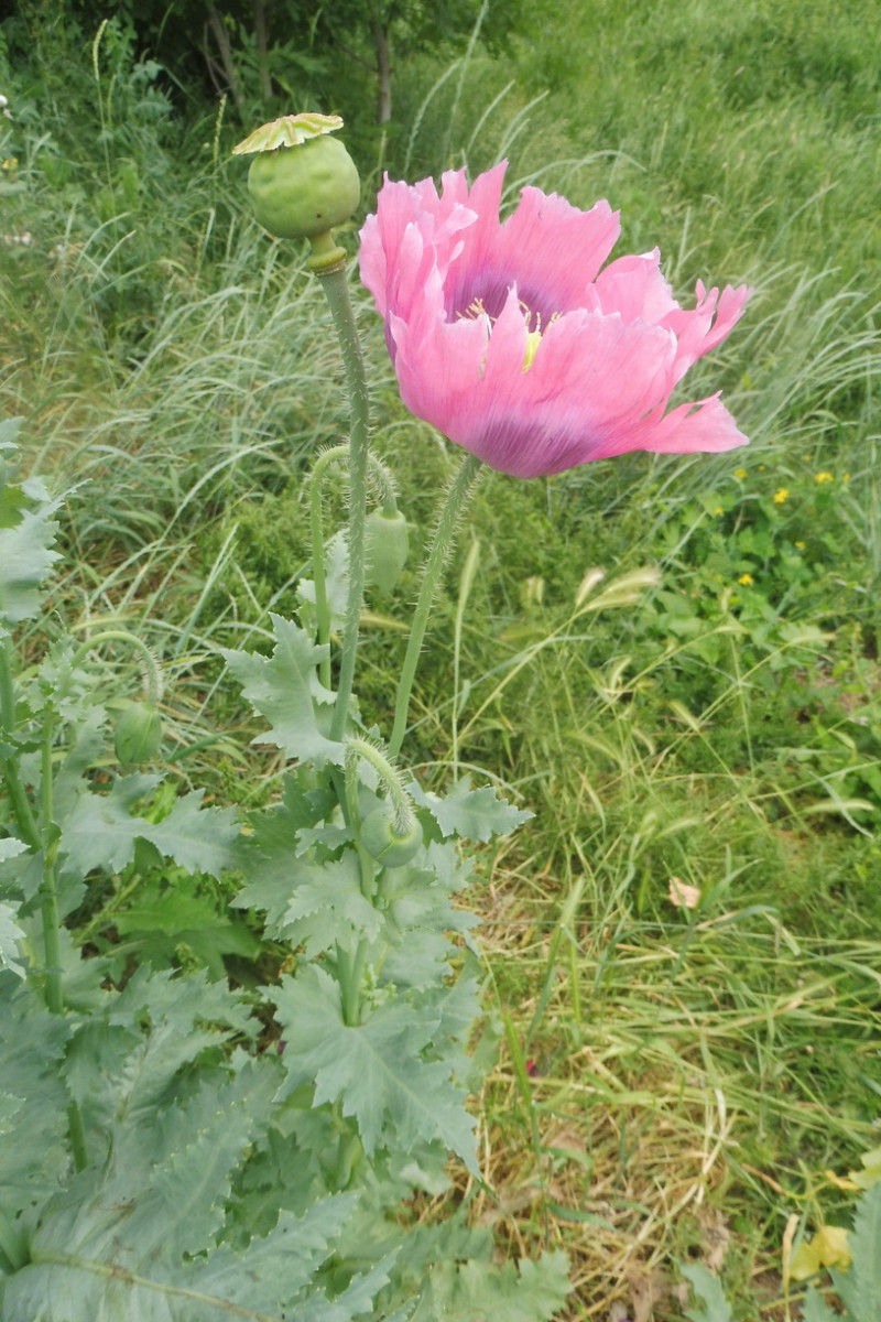 Papaver 1.JPG