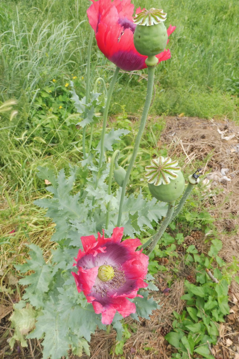 Papaver 2.JPG