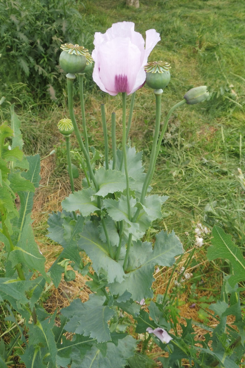 Papaver somniferum.JPG