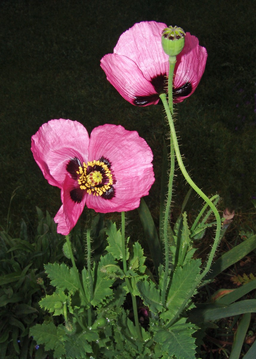 Papaver setigerum 14 G52.jpg