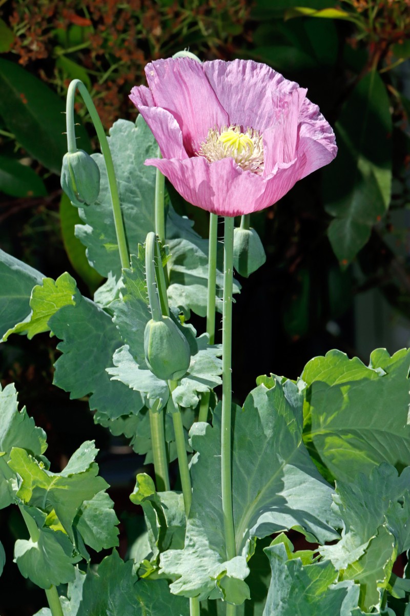 Papaver somniferum 21 A3.jpg