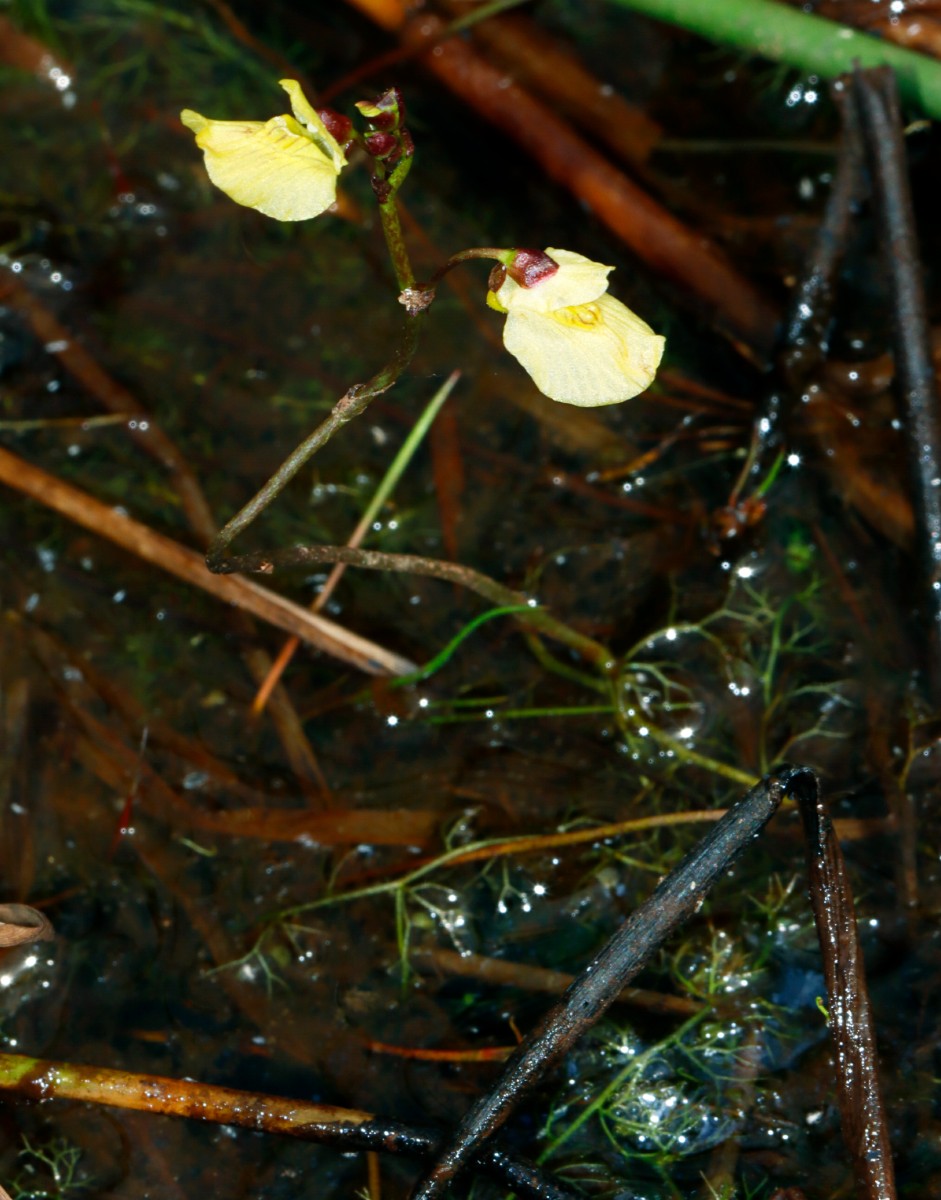 Utricularia bremii Kleinneuses BY A02.jpg