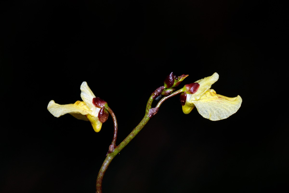 Utricularia bremii Kleinneuses BY A08.jpg