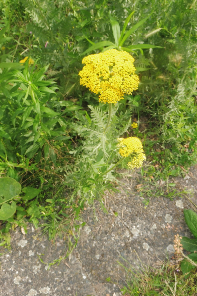 Achillea filipendulina.JPG