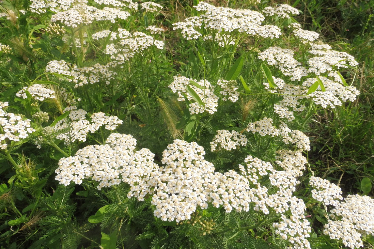 Achillea millefolium aggr..JPG