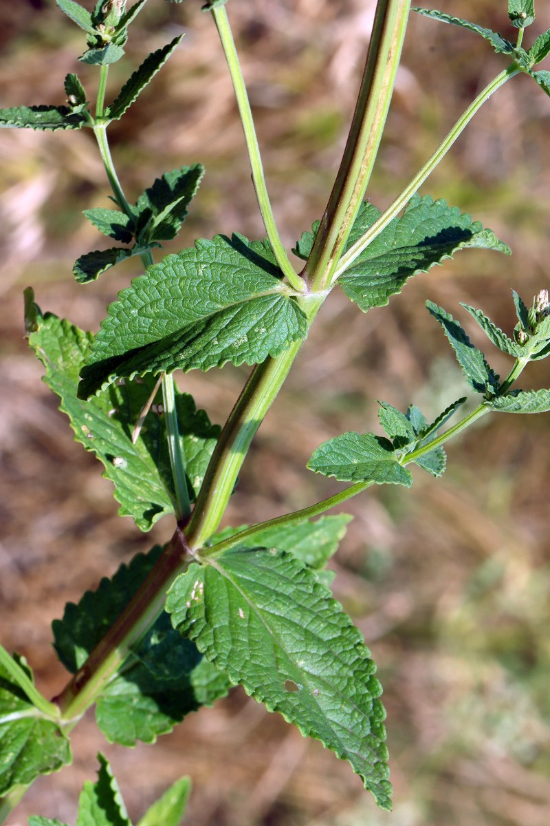 Nepeta nuda MarktNordheim A02.jpg