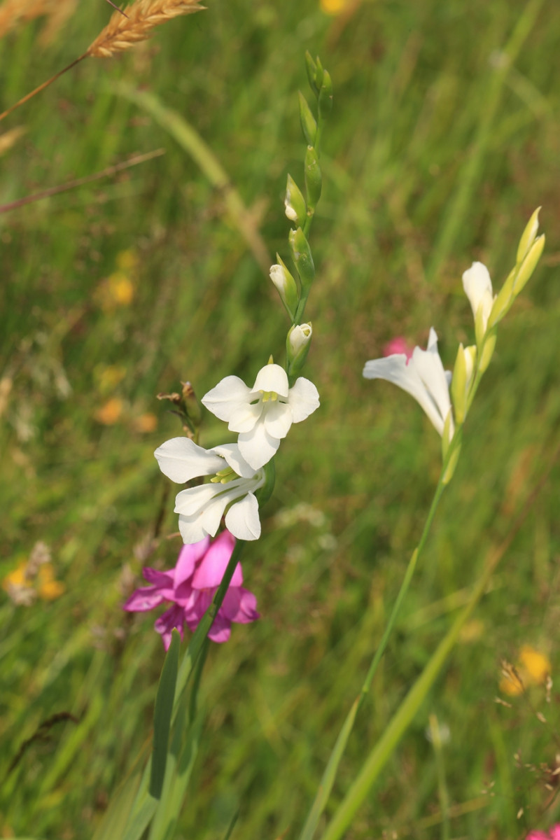 Gladiolus imbricatus_01.jpg