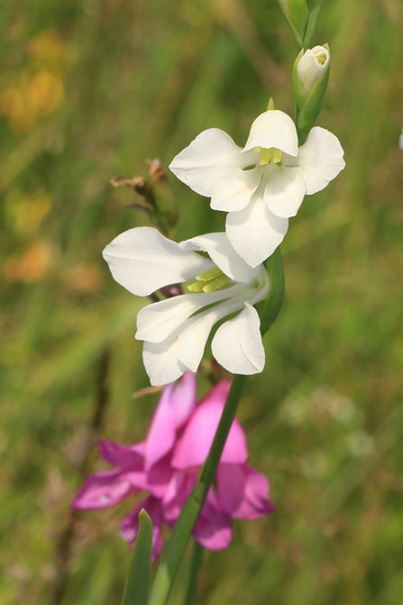 Gladiolus imbricatus_02.jpg