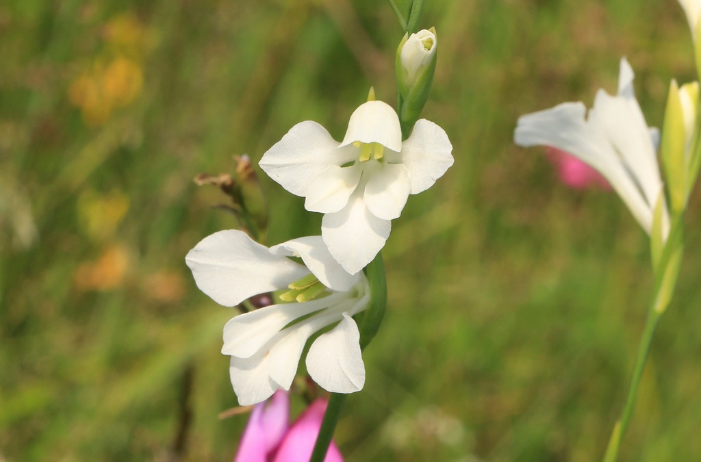 Gladiolus imbricatus_03.JPG