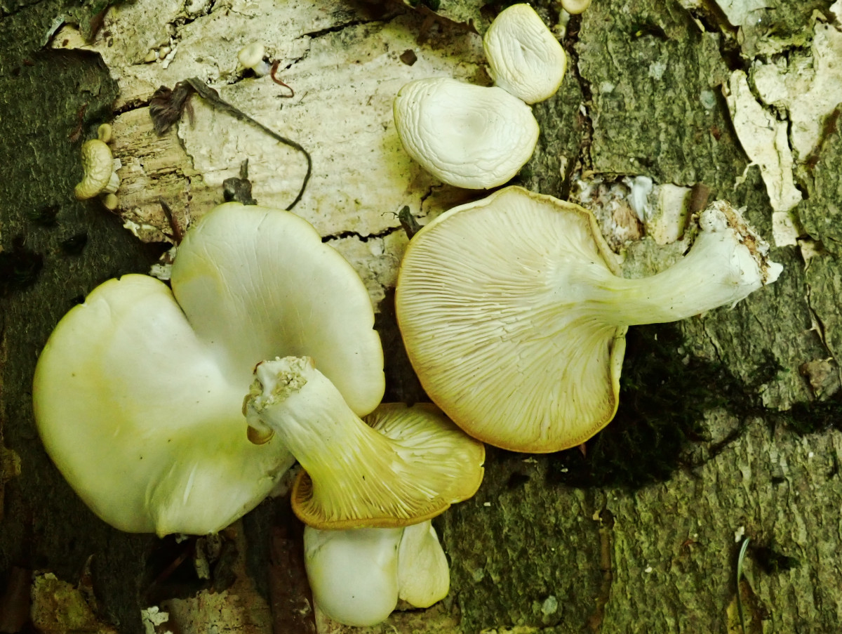 Pleurotus pulmonarius-a_ bei Hitze eintrocknend gegilbt_07-2022.jpg