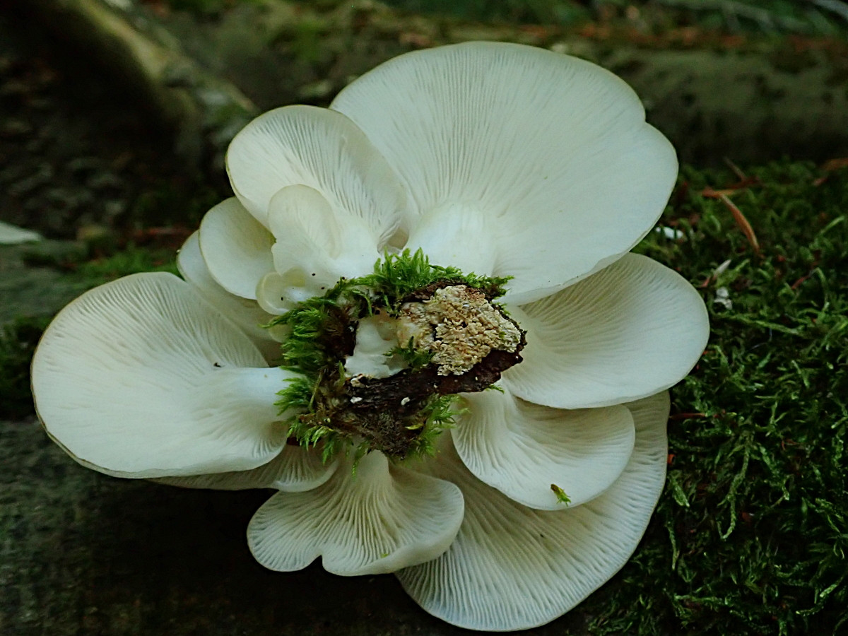 Pleurotus pulmonarius-bb_optimaler  Zustand_06-2019.jpg