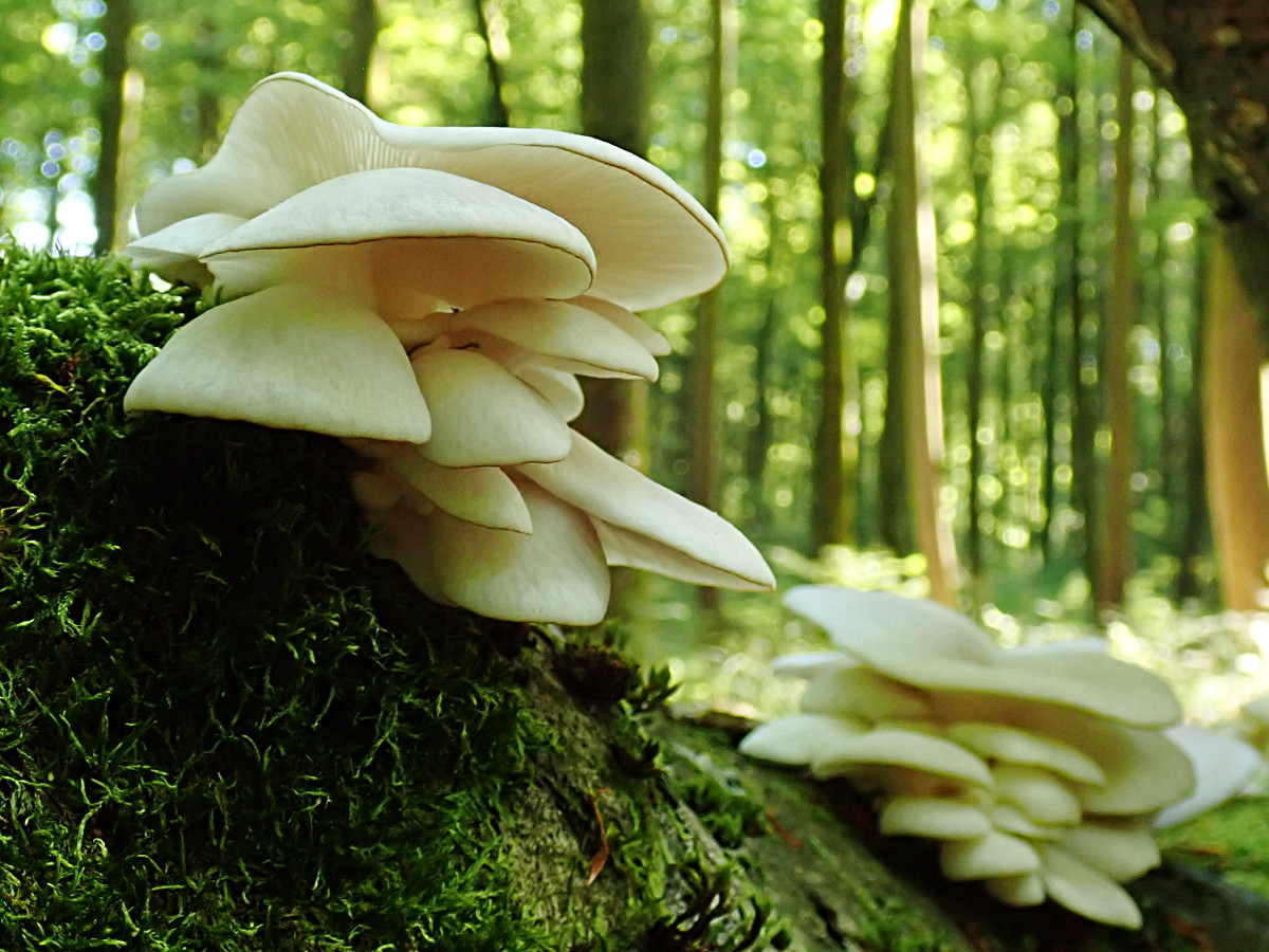 Pleurotus pulmonarius-b_guter Zustand_06-2019.jpg