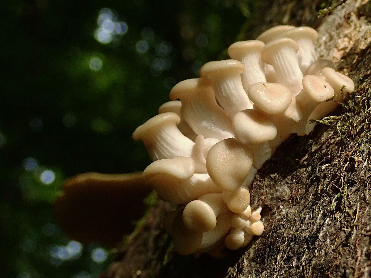 Pleurotus pulmonarius-cc_jung_ sind auch bei Wärme eingetrocknet_05-2022.jpg