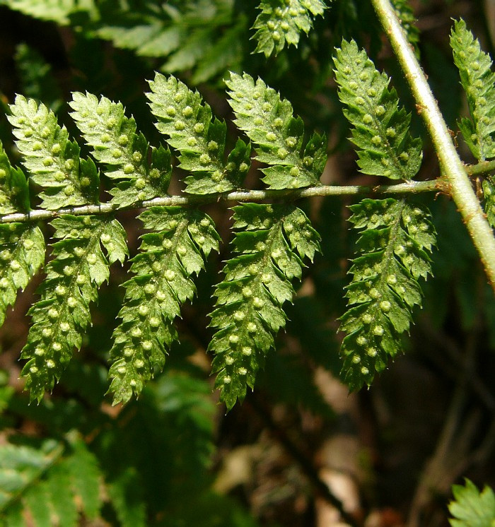 2_P1620041.jpg