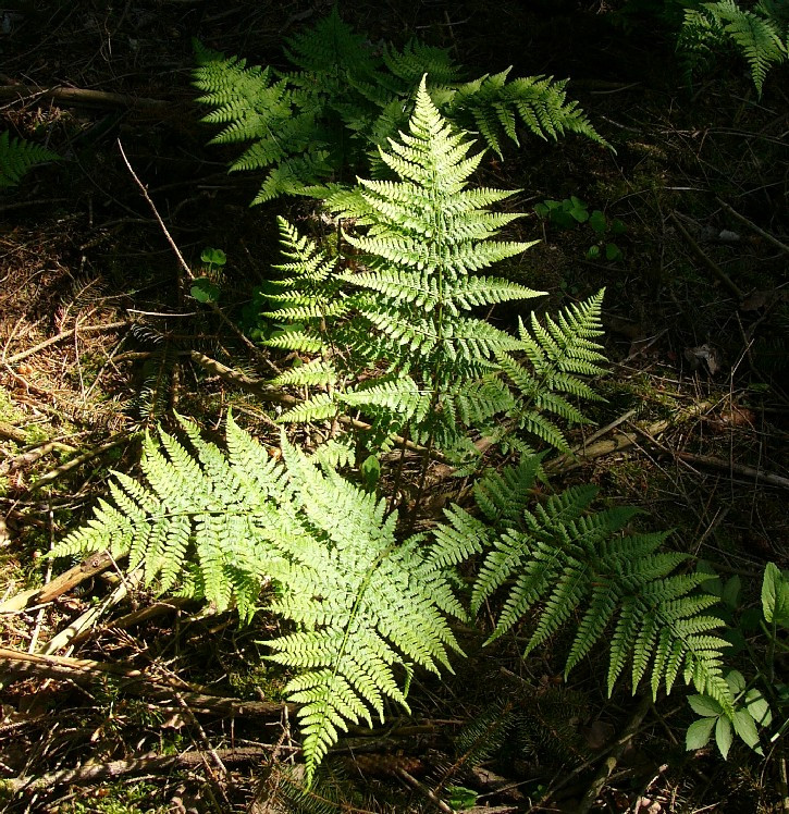 1_P1620031.jpg