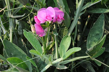 Gartenwicke.jpg