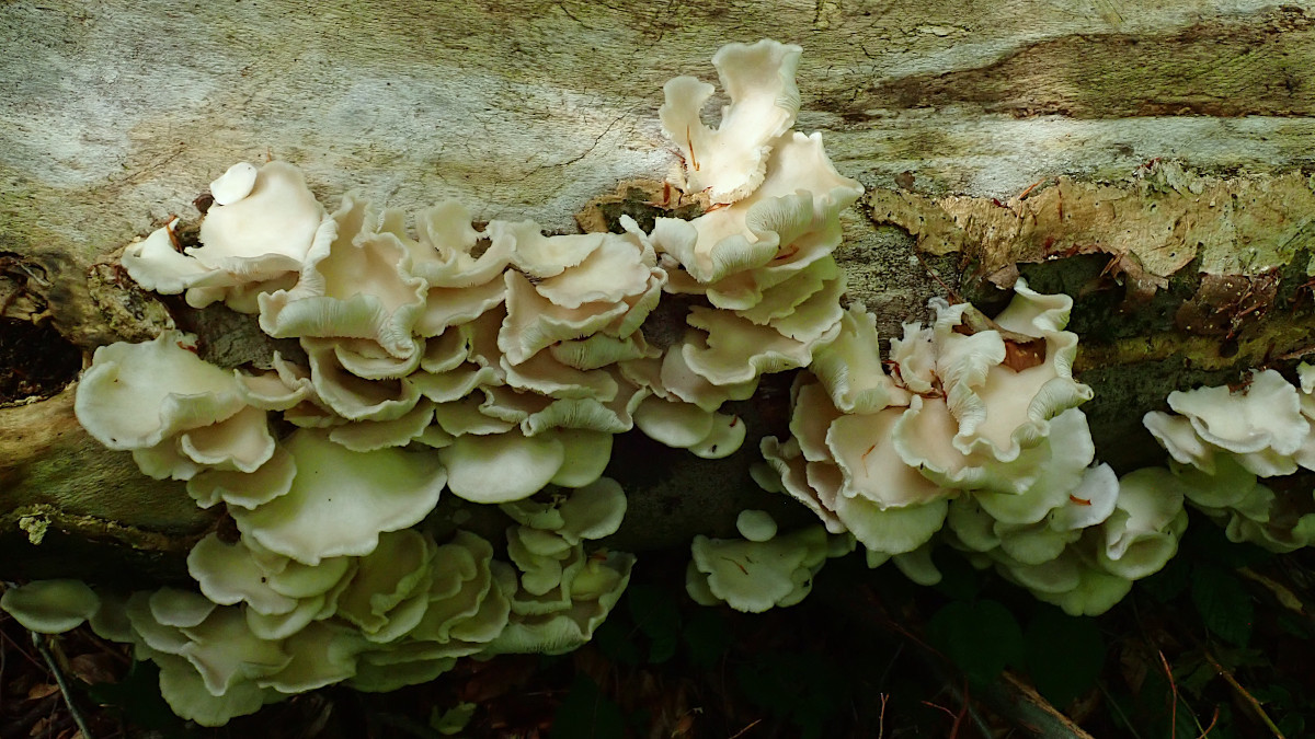 Pleurotus pulmonarius-d_ alt_auch Unterseiten beachten_5-2022.jpg