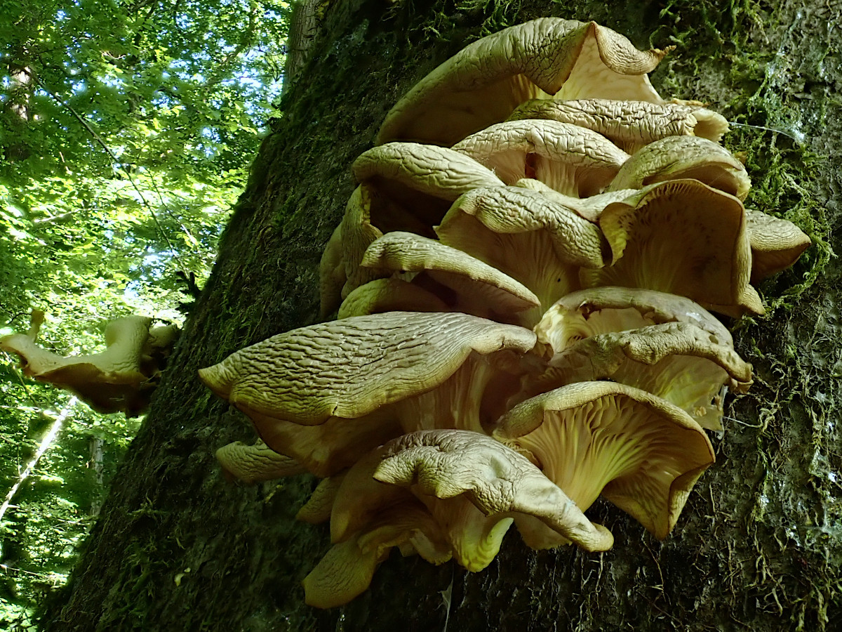 Pleurotus pulmonarius _ccc_6 Tage später_27-05-2022.jpg