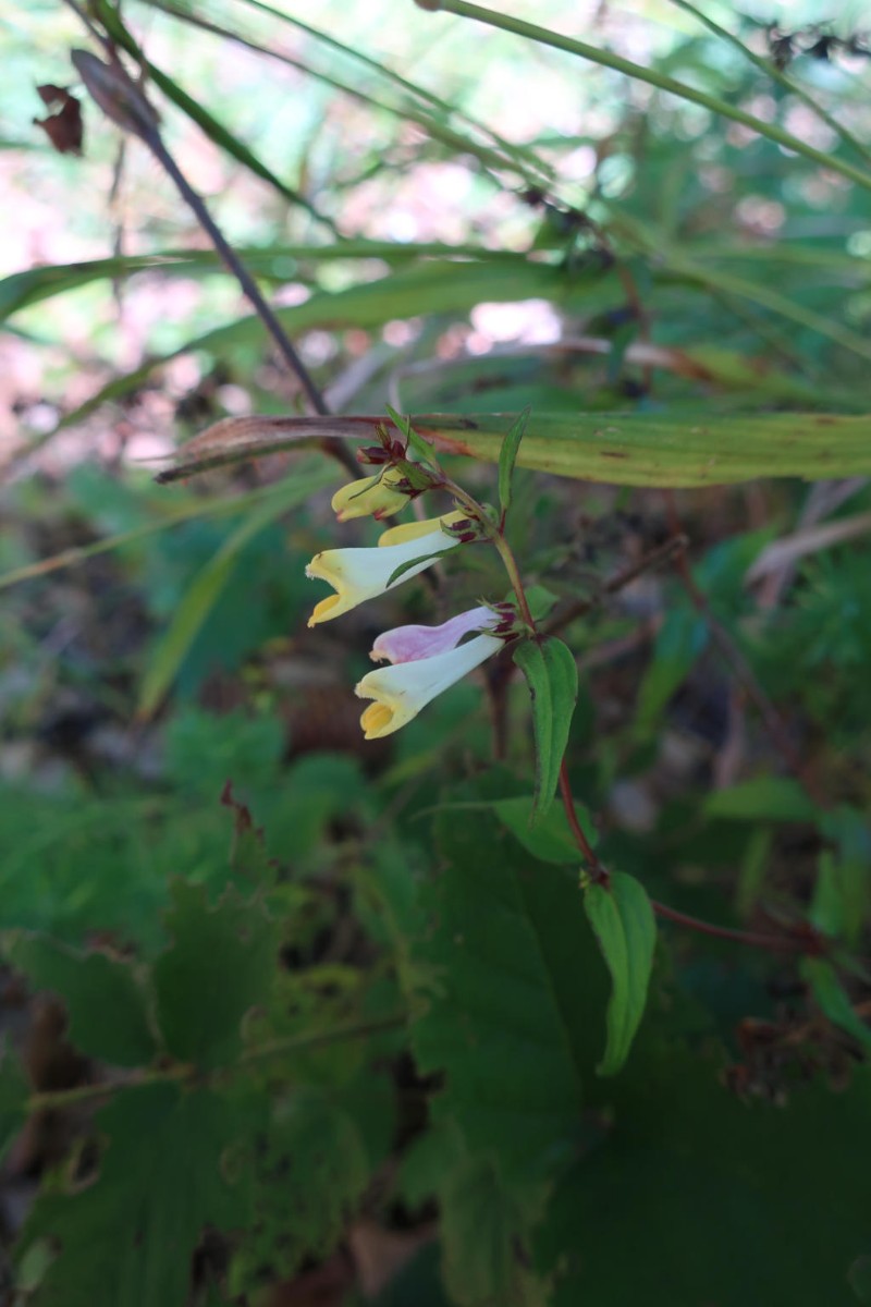 2019-09-21_Melampyrum pratense ssp commutatum 1_Weilheim.jpg