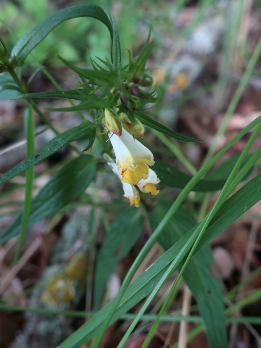 2020-06-17_Melampyrum pratense ssp commutatum 1_LIF.jpg