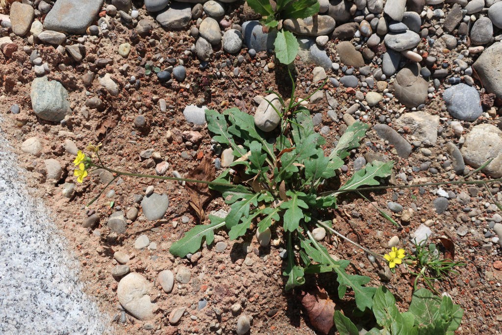 2019-09-30_Diplotaxis muralis 1_Augsburg.jpg