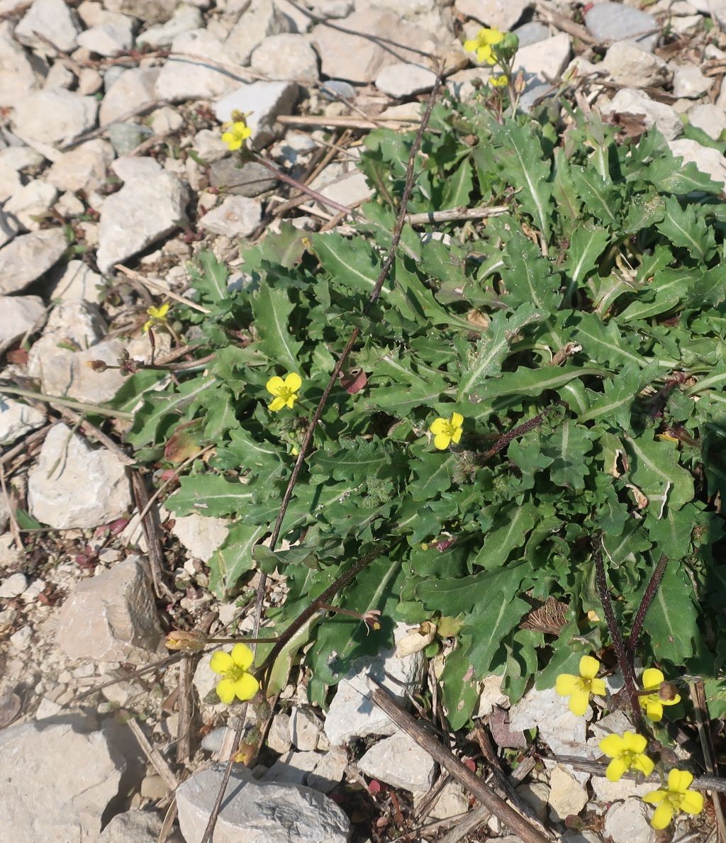 2020-04-10_Diplotaxis muralis 1_Augsburg.jpg