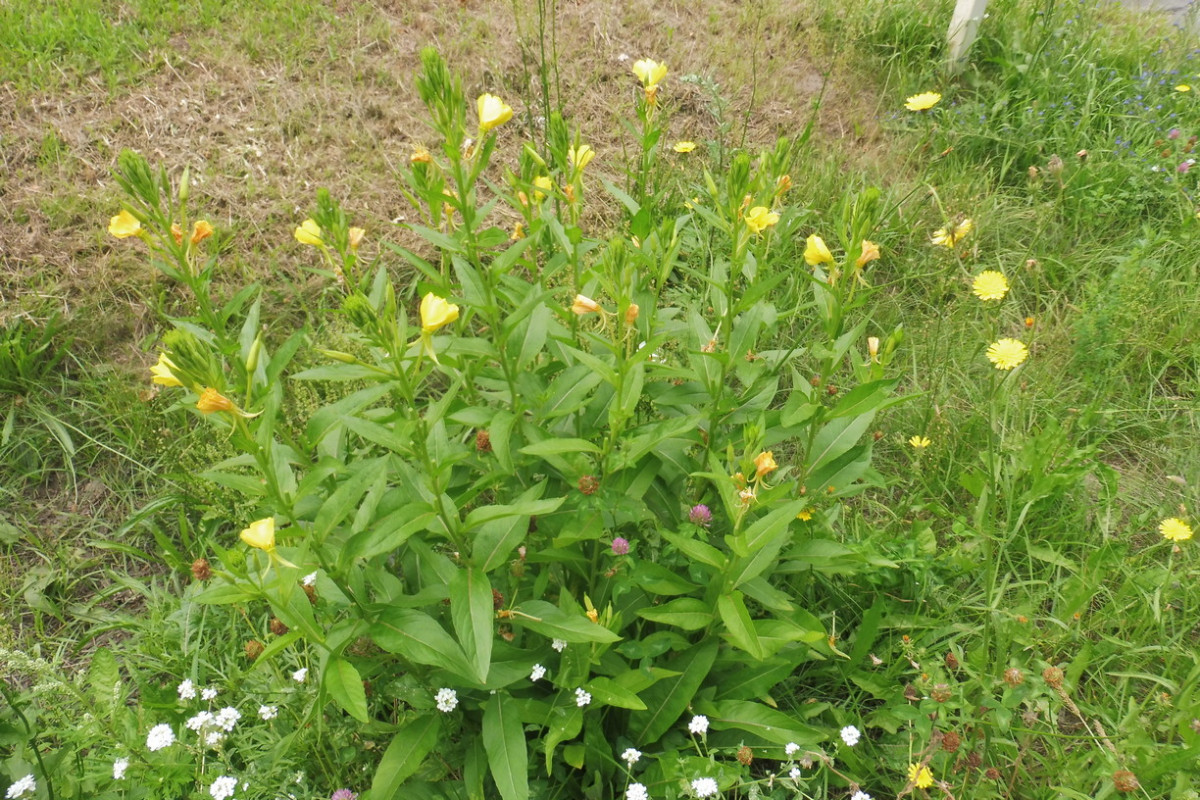 Oenothera 1.JPG