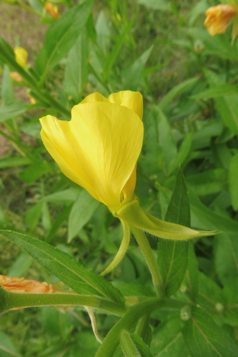 Oenothera 2.JPG