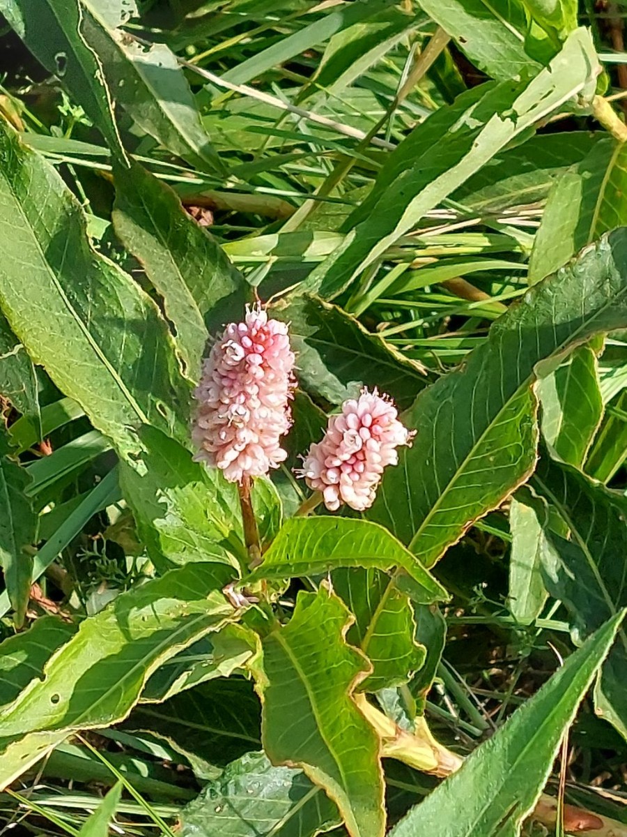 2023-07-14_Persicaria amphibia 2_Burgau.jpg