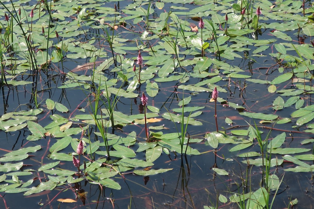 2021-08-13_Persicaria amphibia 2_Gablingen.jpg