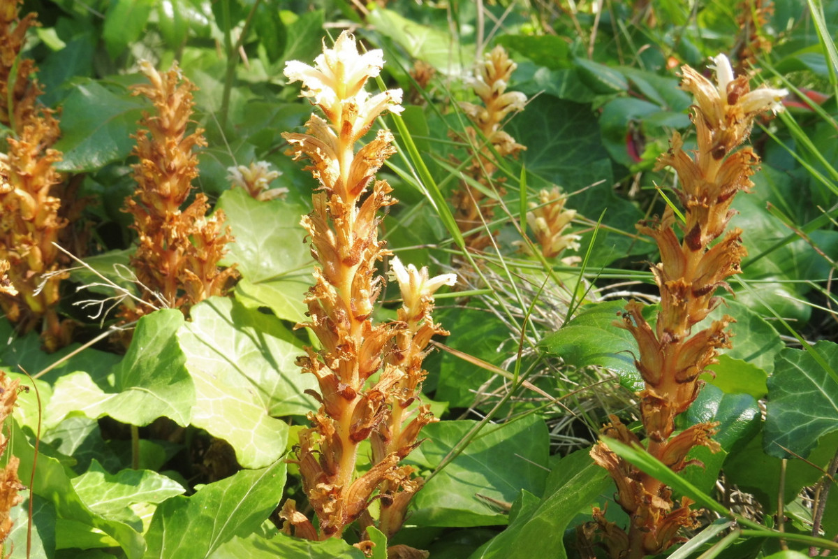 Orobanche hederae Efeu-Sommerwurz 1.JPG