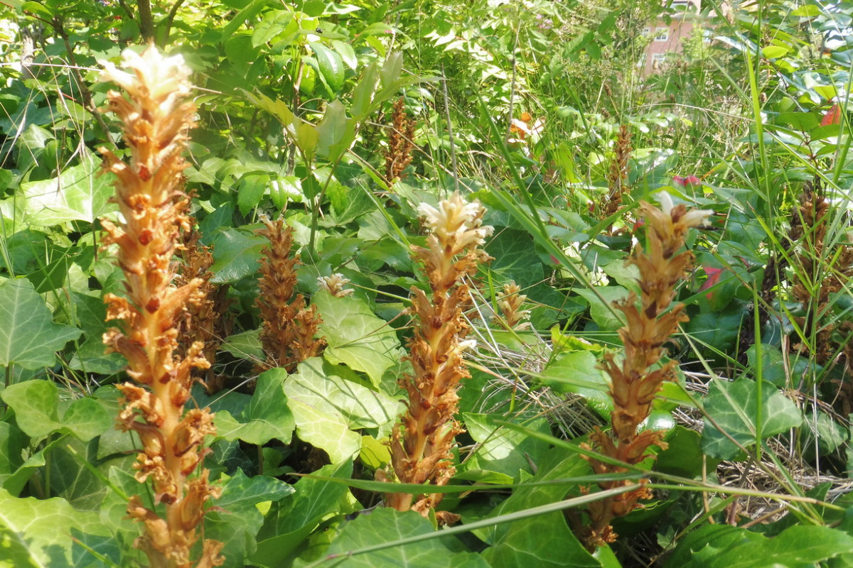 Orobanche hederae Efeu-Sommerwurz 2.JPG