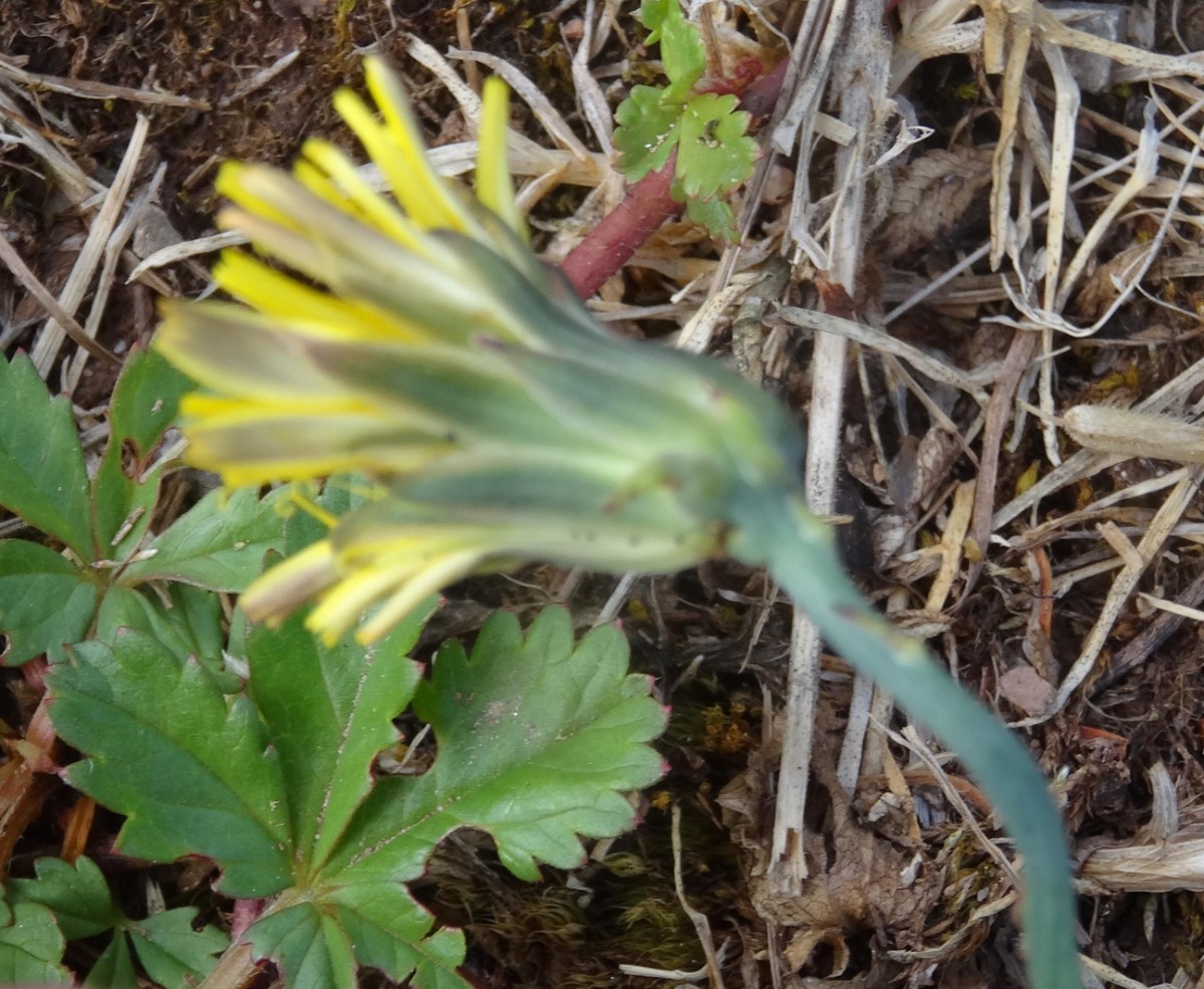 (1) Blüte mit Stängel.jpg